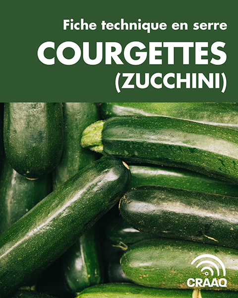Fiche technique en serre - Courgettes/Zucchini (PDF)