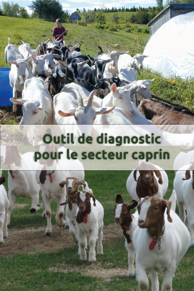 Outil de diagnostic pour le secteur caprin (Excel)