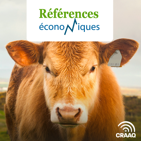 Veaux d'embouche - Budget 50 vaches - 2020