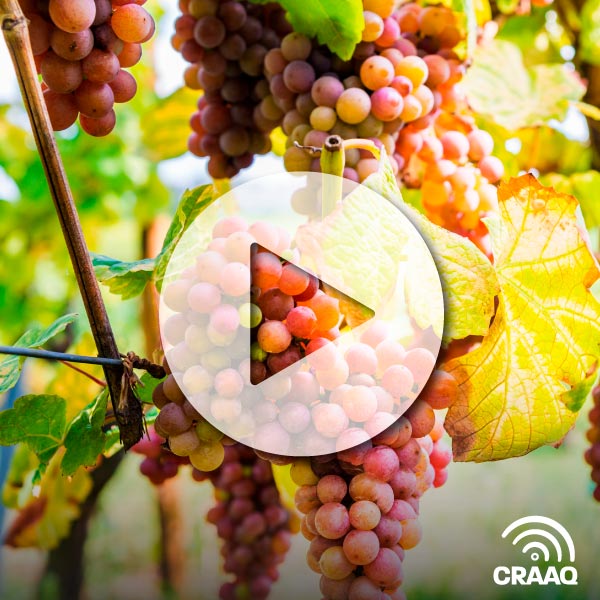 Formation Maître viticulteur : Évaluer la vigueur des vignes