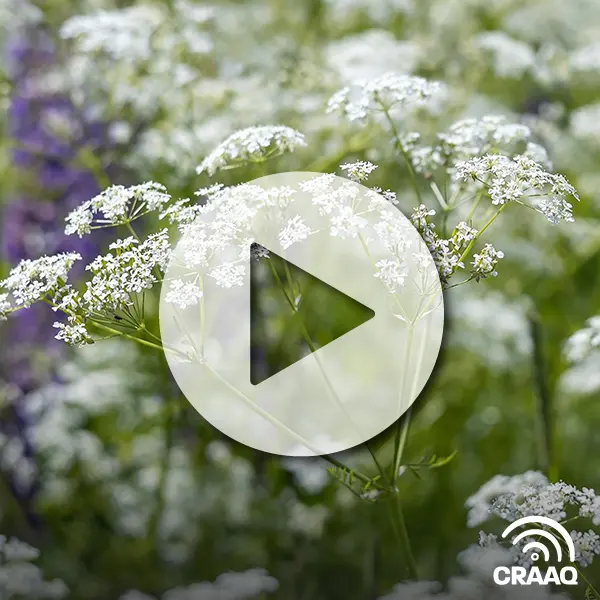 Réglementation, déontologie et agronomie : comment intervenir et quelles sont les ressources disponibles dans la lutte contre les plantes exotiques envahissantes?