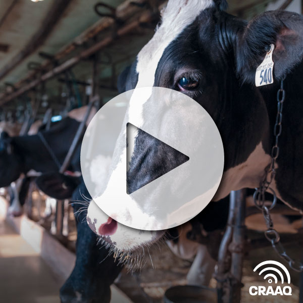 Facteurs-clés pour optimiser l’alimentation des vaches en système de traite automatisée (VF)