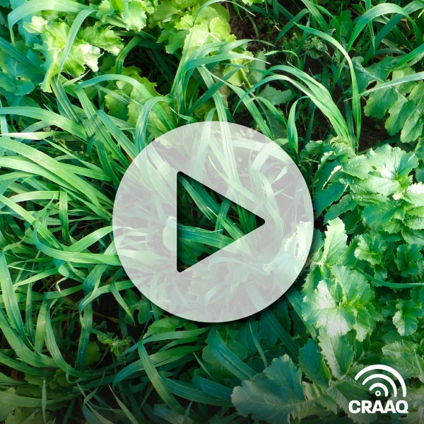 Irrigation des plantes fourragères : résultats préliminaires et projets en cours