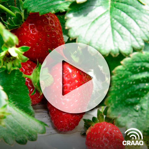 Fraise hors-sol sous tunnel chez Onésime Pouliot