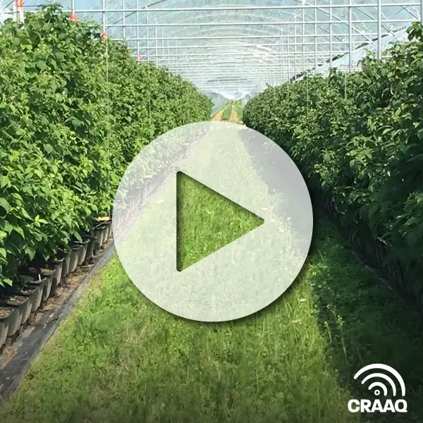 La culture des framboises en pots à la Ferme horticole Gagnon