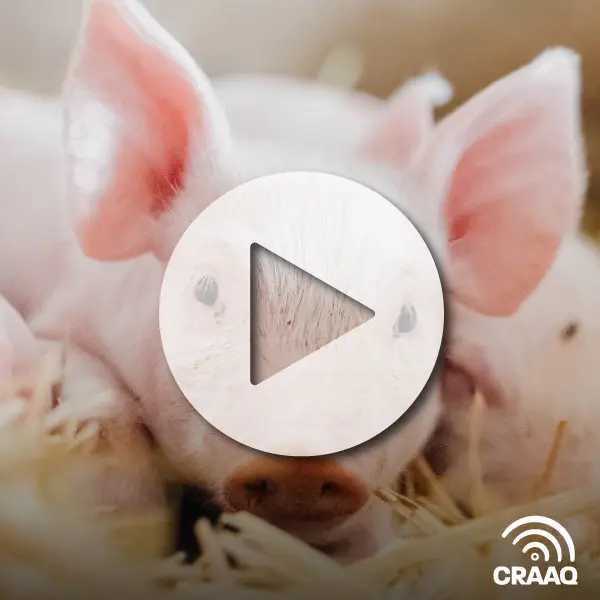 Caractérisation des interactions virus-hôte par protéomique comparative : le cas des Nidovirus (PEDV et PRRSV), d’importants pathogènes pour l’industrie porcine