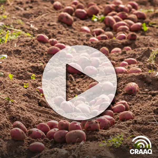 Changement climatique : comment la chaleur affecte les pommes de terre à différents stades de croissance (VF)