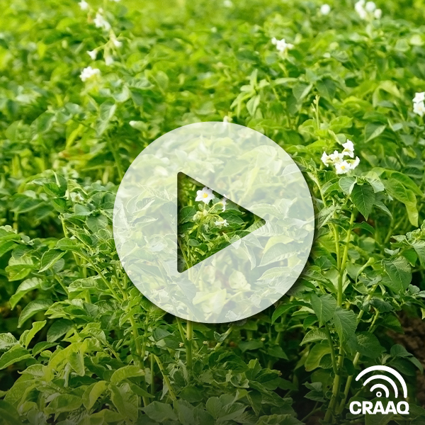 Stratégies de lutte contre la souche NTN du virus Y et influence sur le rendement