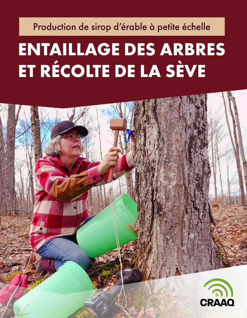 Production de sirop d'érable à petite échelle : Entaillage des arbres et récolte de la sève 
