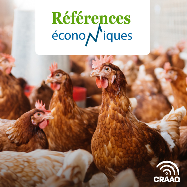 Oeufs de consommation - 99 poules - Budget d'entreprise - 2026