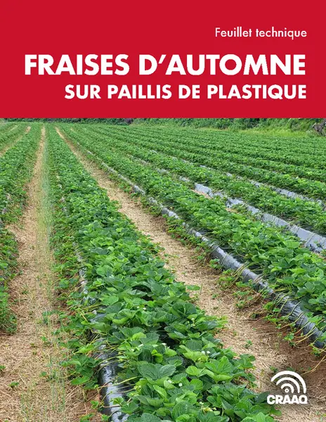 Feuillet technique : Fraises d'automne sur paillis de plastique 