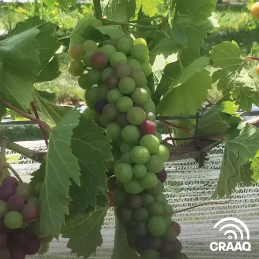 [PVIG0104-PDF] Affiche de production fruitière intégrée - Vigne 2021 (PDF)