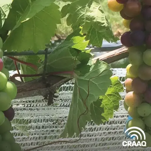 [PVIG0106-PDF] Fiches techniques pour l'identification et la gestion des maladies du bois de la vigne (PDF)