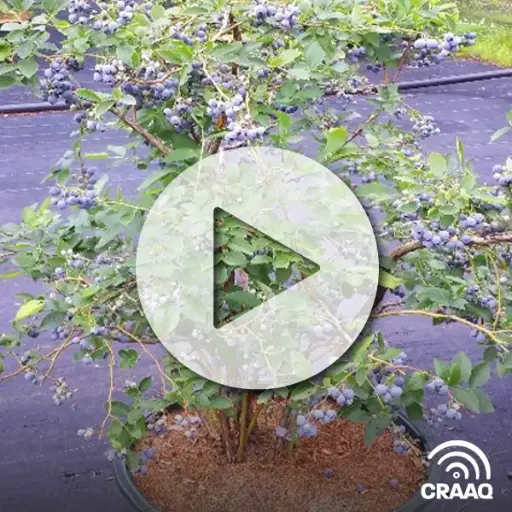 [PVIN0325] La culture des bleuets en pots à la Bleuetière de Parisville Inc.