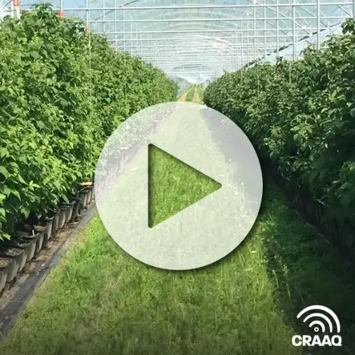 [PVIN0329] La culture des framboises en pots à la Ferme horticole Gagnon