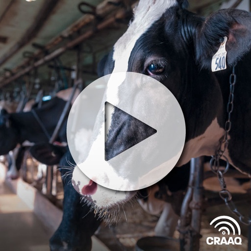 [PVIN0343] Des troupeaux performants aux multiples facettes - Les Fermes Turmel inc.