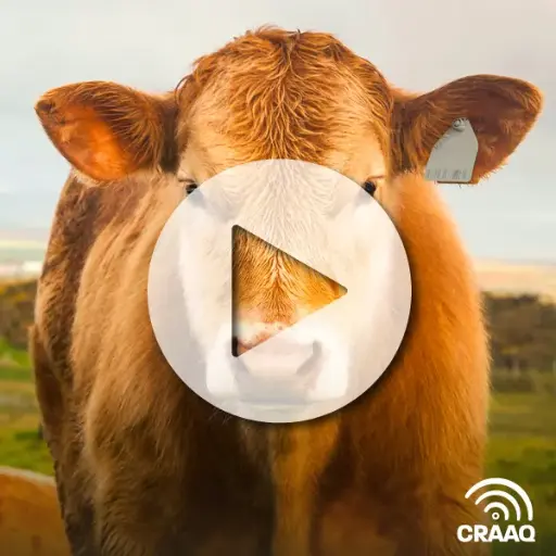 [PVIN0348] Commercialiser des veaux d'embouche, les caractéristiques à privilégier et à éviter