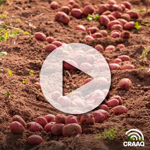 [PVIN0356] Améliorer l'efficacité de l'utilisation de l'eau dans la pomme de terre par une connaissance plus approfondie des cultivars