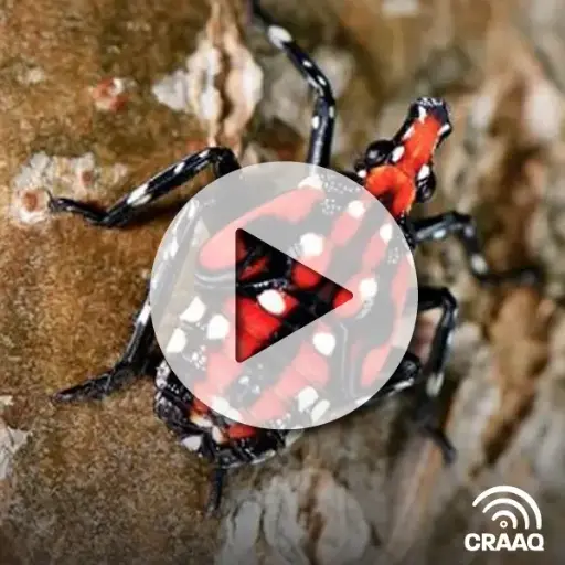 [PVIN0368] Le fulgore tacheté, une beauté à surveiller