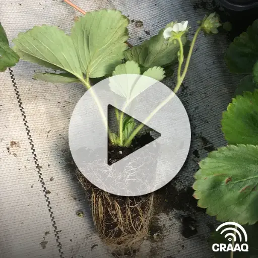 [PVIN0391 deux vidéos] Le fraisier en motte (collection)