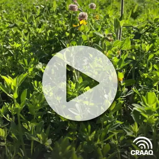 [PVIN0402] L'importance des plantes fourragères dans nos agroécosystèmes