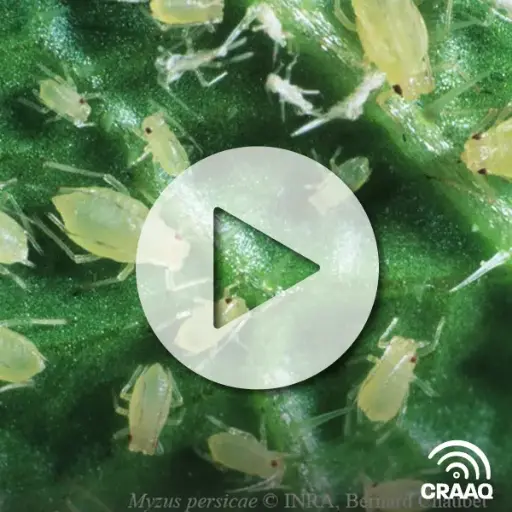 [PVIN0407] L’utilisation des prédateurs et parasites en serre de légumes biologiques diversifiés : planifier pour mieux contrôler