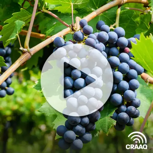 [PVIN0434] Parlons cépages pour les vignobles du Québec : tendances, caractéristiques, points forts et points faibles au champ et dans la bouteille