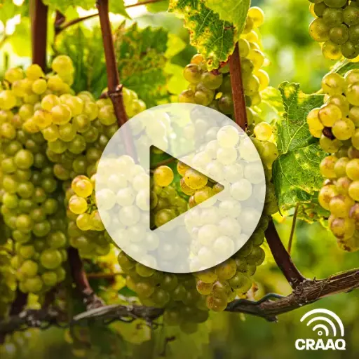 [PVIN0439] Quelles pistes pour améliorer la qualité des baies chez les vignobles nordiques?