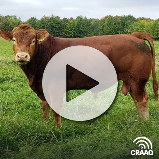 [PVIN0441] Utiliser avec succès des techniques de reproduction avancées