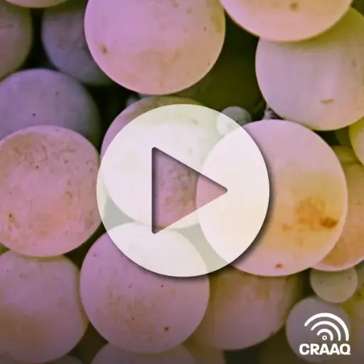 [PVIN0461] Des approches post-récoltes pour améliorer la qualité et le potentiel aromatique des moûts de cépages blancs