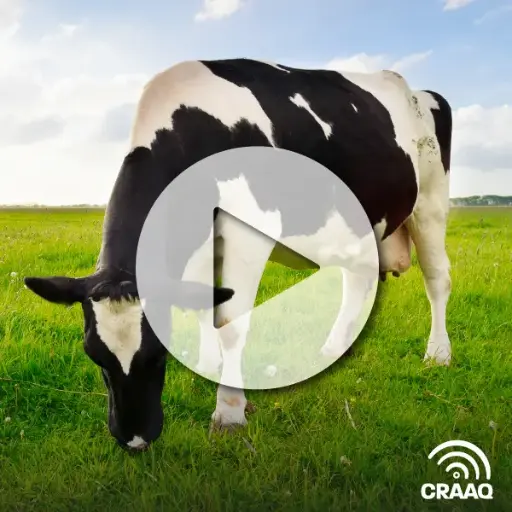 [PVIN0453] Choisir les croisements boeuf sur lait les plus profitables